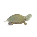 Turtle Stock Photo