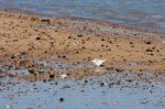 Little Tern Juvenile (sternula Albifrons) Stock Photo