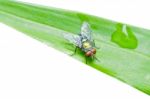 Fly On Leaf Isolated Stock Photo