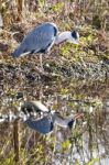 The Grey Heron Stock Photo