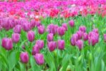 Beautiful Tulips Stock Photo