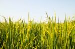 Rice Field Stock Photo