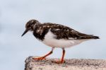 Ruddy Turnstone (arenaria Interpres) Stock Photo