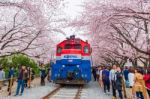 Jinhae,korea - April 4 : Jinhae Gunhangje Festival Is The Largest Cherry Blossom Festival In Korea.tourists Taking Photos Of The Beautiful Scenery Around Jinhae,korea On April 4,2015 Stock Photo