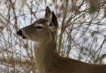 Beautiful Isolated Photo With A Cute Wild Deer In The Snowy Forest Stock Photo