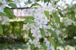 The Blooming Of Apple Trees Stock Photo