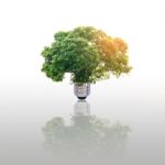 Energy Saving Lamp Of Tree Stock Photo