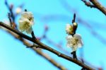 White Apricot Blossom With Blue Sky Stock Photo