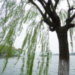 Chinese Willow Tree Stock Photo