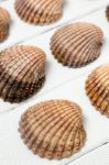 Several Clam Shells Isolated Stock Photo