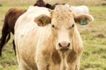 Country Cows Stock Photo