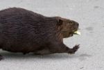 Detailed Closeup Of A Funny North American Beaver Stock Photo