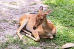 Female Antelope On Ground Stock Photo