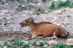 Brown Banteng Resting Stock Photo