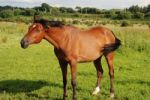 Arabian Horse Stock Photo