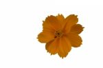 
Cosmos Yellow Flowers Isolated White Backdrop Beautifully Clear Stock Photo