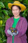 Female Agriculturist Hand Showing Mangosteens Stock Photo