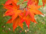 Acer Tree Leaves Changing Colour In Autumn Stock Photo