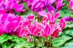 Pink White Cyclamen Flower In Garden Stock Photo