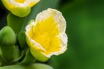 Yellow Flower Of Limnocharis Flava Stock Photo