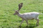 Fallow Deer (dama Dama) Stock Photo