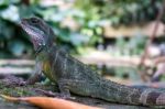 Chinese Water Dragon (physignathus Cocincinus) Stock Photo