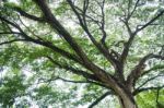 Big Tree With Fresh Green Leaves Stock Photo