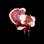 Betta Fish On Black Stock Photo