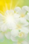 White Plumeria Flower On Abstract Green Yellow Blur Background Stock Photo