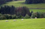 Sheep In The Farm Stock Photo