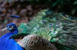 Peacock (pavo Cristatus) Stock Photo