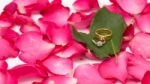 Rings On Rose Petals Stock Photo