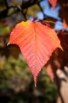 Close-up Acer Rufinerve Snake-bark Maple Leaf Stock Photo