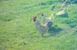 Hen On Grass Field Stock Photo