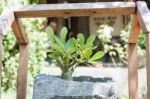 Green Plant In Stone Pot With Sunshie Stock Photo