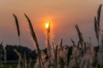 Wild Grasses In Sunset Time Stock Photo