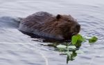 Beautiful Background With A Beaver Eating Leaves In The Lake Stock Photo