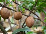 Tropical Fruit Sapodilla Stock Photo