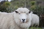 Close Up Merino Sheep In New Zealand Livestock Farm Stock Photo