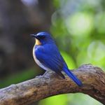 Male Hill Blue Flycatcher Stock Photo