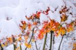 Red Fall Maple Tree Covered In Snow,south Korea Stock Photo