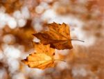 Dead Leaves Stock Photo