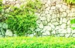 Trees Growing On A Wall Stock Photo