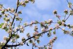 Apple Tree Stock Photo