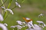 Butterfly Stock Photo