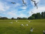 Flock Of Birds Stock Photo