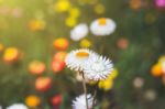 Soft Focus Flower Background When Sunrise In The Morning Stock Photo