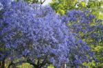 Colourful Blooming Jacaranda Tree Stock Photo