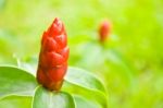 Costus Woodsonii Stock Photo