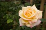 Yellow Roses Bush In The Garden Stock Photo